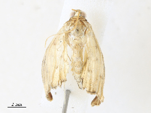  ( - CBG-A31792-E06)  @11 [ ] CreativeCommons - Attribution Share - Alike (2024) CBG Photography Group Centre for Biodiversity Genomics