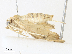  (Microthyris prolongalisDHJ04 - CBG-A31792-F09)  @11 [ ] CreativeCommons - Attribution Share - Alike (2024) CBG Photography Group Centre for Biodiversity Genomics