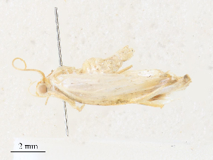  ( - CBG-A31793-B06)  @11 [ ] CreativeCommons - Attribution Share - Alike (2024) CBG Photography Group Centre for Biodiversity Genomics