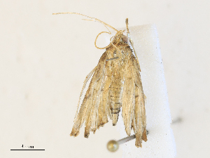  ( - CBG-A31793-H02)  @11 [ ] CreativeCommons - Attribution Share - Alike (2024) CBG Photography Group Centre for Biodiversity Genomics