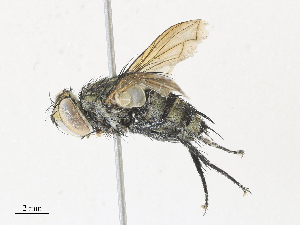  ( - CBG-A31794-B08)  @11 [ ] CreativeCommons - Attribution Share - Alike (2024) CBG Photography Group Centre for Biodiversity Genomics