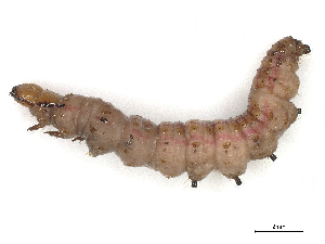  ( - CBG-A31796-H02)  @11 [ ] CreativeCommons - Attribution Share - Alike (2024) CBG Photography Group Centre for Biodiversity Genomics