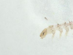  (Microthyris prolongalisDHJ06 - CBG-A32316-B11)  @11 [ ] CreativeCommons - Attribution Share - Alike (2024) Centre for Biodiversity Genomics Centre for Biodiversity Genomics