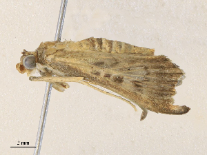  ( - CBG-A33517-H03)  @11 [ ] CreativeCommons - Attribution Share - Alike (2024) CBG Photography Group Centre for Biodiversity Genomics