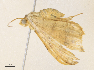  ( - CBG-A33517-H07)  @11 [ ] CreativeCommons - Attribution Share - Alike (2024) CBG Photography Group Centre for Biodiversity Genomics