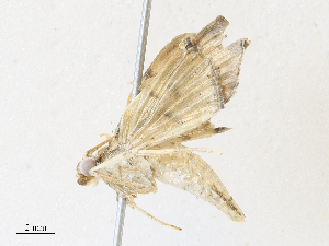  (Microthyris prolongalisDHJ08 - CBG-A33518-B08)  @11 [ ] CreativeCommons - Attribution Share-Alike (2024) CBG Photography Group Centre for Biodiversity Genomics