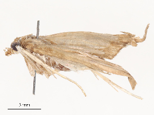  ( - CBG-A51955-B12)  @11 [ ] CreativeCommons - Attribution Share - Alike (2024) CBG Photography Group Centre for Biodiversity Genomics