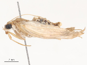  ( - CBG-A51955-C02)  @11 [ ] CreativeCommons - Attribution Share - Alike (2024) CBG Photography Group Centre for Biodiversity Genomics