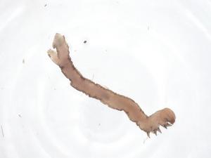  ( - CBG-A52465-E01)  @11 [ ] CreativeCommons - Attribution Share - Alike (2024) Centre for Biodiversity Genomics Centre for Biodiversity Genomics