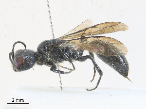  ( - CBG-A30949-F01)  @11 [ ] CreativeCommons - Attribution Share - Alike (2024) CBG Photography Group Centre for Biodiversity Genomics