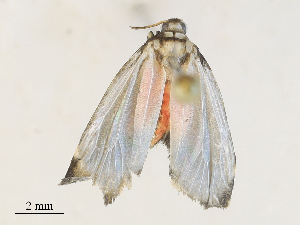  ( - CBG-A30984-H02)  @11 [ ] CreativeCommons - Attribution Share - Alike (2024) CBG Photography Group Centre for Biodiversity Genomics