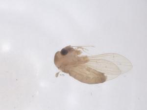  ( - CBG-A51714-A08)  @11 [ ] CreativeCommons - Attribution Share - Alike (2024) Centre for Biodiversity Genomics Centre for Biodiversity Genomics