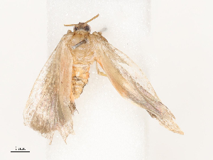  ( - CBG-A67107-A03)  @11 [ ] CreativeCommons - Attribution Share - Alike (2025) CBG Photography Group Centre for Biodiversity Genomics