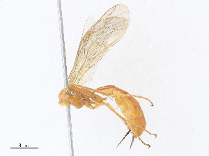  (Phytodietini - CBG-A30107-A11)  @11 [ ] CreativeCommons - Attribution Share - Alike (2024) CBG Photography Group Centre for Biodiversity Genomics