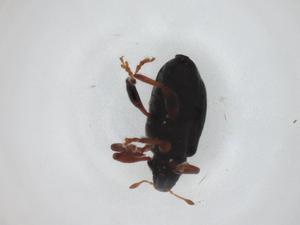  ( - CBG-A30250-A03)  @11 [ ] CreativeCommons - Attribution Share - Alike (2024) Centre for Biodiversity Genomics Centre for Biodiversity Genomics