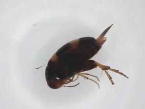  ( - CBG-A30315-C02)  @11 [ ] CreativeCommons - Attribution Share - Alike (2024) Centre for Biodiversity Genomics Centre for Biodiversity Genomics