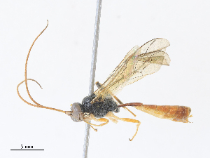  ( - CBG-A30941-C10)  @11 [ ] CreativeCommons - Attribution Share - Alike (2024) CBG Photography Group Centre for Biodiversity Genomics