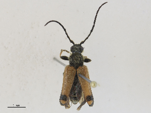  ( - CBG-A27582-E03)  @11 [ ] CreativeCommons - Attribution Share - Alike (2024) CBG Photography Group Centre for Biodiversity Genomics