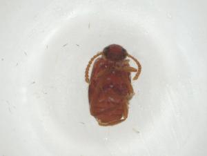  ( - CBG-A29546-F03)  @11 [ ] CreativeCommons - Attribution Share - Alike (2024) Centre for Biodiversity Genomics Centre for Biodiversity Genomics