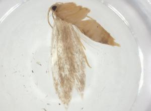  ( - CBG-A26510-E03)  @11 [ ] CreativeCommons - Attribution Share - Alike (2024) Centre for Biodiversity Genomics Centre for Biodiversity Genomics