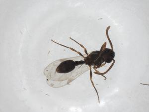  ( - CBG-A31942-A08)  @11 [ ] CreativeCommons - Attribution Share - Alike (2024) Centre for Biodiversity Genomics Centre for Biodiversity Genomics