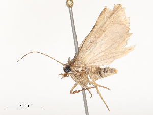  ( - CBG-A46923-C09)  @11 [ ] CreativeCommons - Attribution Share - Alike (2024) CBG Photography Group Centre for Biodiversity Genomics