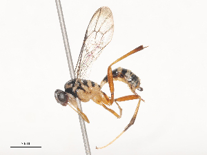  ( - CBG-A51849-E08)  @11 [ ] CreativeCommons - Attribution Share - Alike (2024) CBG Photography Group Centre for Biodiversity Genomics