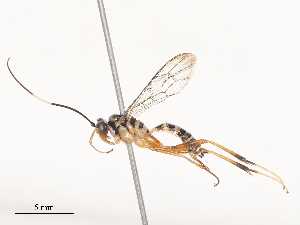  ( - CBG-A51849-E09)  @11 [ ] CreativeCommons - Attribution Share - Alike (2024) CBG Photography Group Centre for Biodiversity Genomics