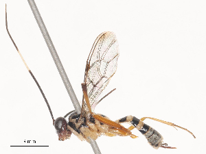  ( - CBG-A51850-F11)  @11 [ ] CreativeCommons - Attribution Share - Alike (2024) CBG Photography Group Centre for Biodiversity Genomics