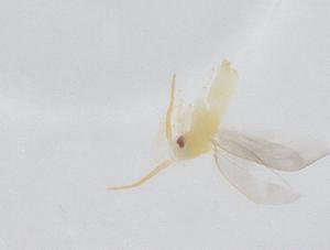  ( - CBG-A09370-B07)  @11 [ ] CreativeCommons - Attribution Share - Alike (2023) Centre for Biodiversity Genomics Centre for Biodiversity Genomics