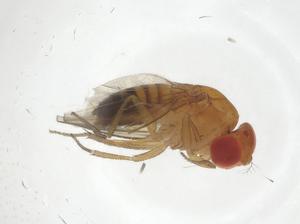  (Drosophila ficusphila - CBG-A12967-H04)  @11 [ ] CreativeCommons - Attribution Share - Alike (2023) Centre for Biodiversity Genomics Centre for Biodiversity Genomics