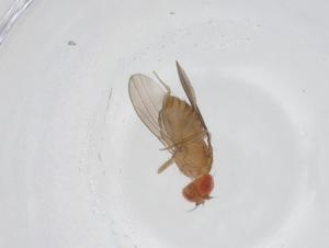  (Drosophila baimaii - CBG-A12968-G05)  @11 [ ] CreativeCommons - Attribution Share - Alike (2023) Centre for Biodiversity Genomics Centre for Biodiversity Genomics