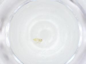  ( - CBG-A12988-E11)  @11 [ ] CreativeCommons - Attribution Share - Alike (2023) Centre for Biodiversity Genomics Centre for Biodiversity Genomics