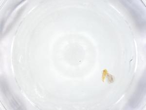  ( - CBG-A13012-B10)  @11 [ ] CreativeCommons - Attribution Share - Alike (2023) Centre for Biodiversity Genomics Centre for Biodiversity Genomics