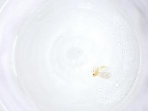  ( - CBG-A13028-A08)  @11 [ ] CreativeCommons - Attribution Share - Alike (2023) Centre for Biodiversity Genomics Centre for Biodiversity Genomics