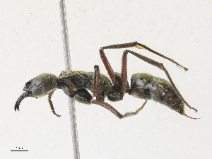  ( - CBG-A31789-A06)  @11 [ ] CreativeCommons - Attribution Share - Alike (2024) CBG Photography Group Centre for Biodiversity Genomics