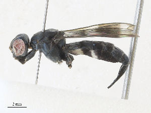  ( - CBG-A31789-C09)  @11 [ ] CreativeCommons - Attribution Share - Alike (2024) CBG Photography Group Centre for Biodiversity Genomics