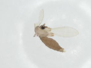  ( - CBG-A31965-D08)  @11 [ ] CreativeCommons - Attribution Share - Alike (2024) Centre for Biodiversity Genomics Centre for Biodiversity Genomics