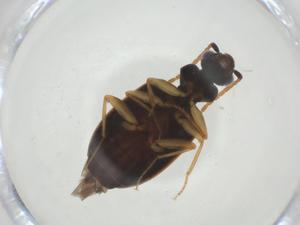  ( - CBG-A32283-B02)  @11 [ ] CreativeCommons - Attribution Share - Alike (2024) Centre for Biodiversity Genomics Centre for Biodiversity Genomics