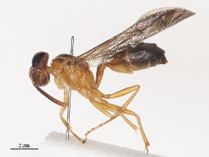  ( - CBG-A46920-A01)  @11 [ ] CreativeCommons - Attribution Share - Alike (2024) CBG Photography Group Centre for Biodiversity Genomics