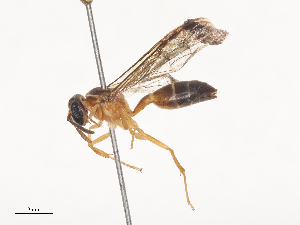  ( - CBG-A46920-B12)  @11 [ ] CreativeCommons - Attribution Share - Alike (2024) CBG Photography Group Centre for Biodiversity Genomics