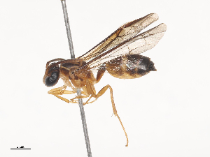  ( - CBG-A46920-C02)  @11 [ ] CreativeCommons - Attribution Share - Alike (2024) CBG Photography Group Centre for Biodiversity Genomics