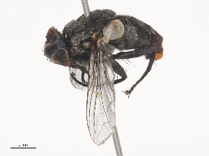  ( - CBG-A46920-F01)  @11 [ ] CreativeCommons - Attribution Share - Alike (2024) CBG Photography Group Centre for Biodiversity Genomics