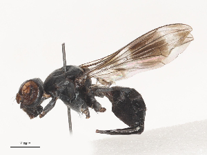  ( - CBG-A46921-H03)  @11 [ ] CreativeCommons - Attribution Share - Alike (2024) CBG Photography Group Centre for Biodiversity Genomics