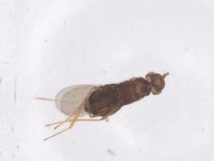  ( - CBG-A50234-G06)  @11 [ ] CreativeCommons - Attribution Share - Alike (2024) Centre for Biodiversity Genomics Centre for Biodiversity Genomics