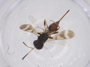  ( - CBG-A50921-D06)  @11 [ ] CreativeCommons - Attribution Share - Alike (2024) Centre for Biodiversity Genomics Centre for Biodiversity Genomics