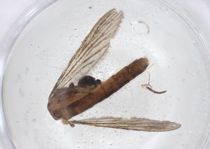  (Wyeomyia melanocephala - CBG-A50929-A08)  @11 [ ] CreativeCommons - Attribution Share - Alike (2024) Centre for Biodiversity Genomics Centre for Biodiversity Genomics