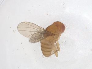  ( - CBG-A50931-B01)  @11 [ ] CreativeCommons - Attribution Share - Alike (2024) Centre for Biodiversity Genomics Centre for Biodiversity Genomics