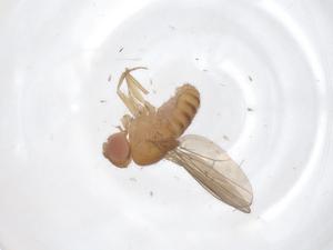  ( - CBG-A50931-H08)  @11 [ ] CreativeCommons - Attribution Share - Alike (2024) Centre for Biodiversity Genomics Centre for Biodiversity Genomics