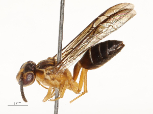  ( - CBG-A65319-F03)  @11 [ ] CreativeCommons - Attribution Share - Alike (2025) CBG Photography Group Centre for Biodiversity Genomics